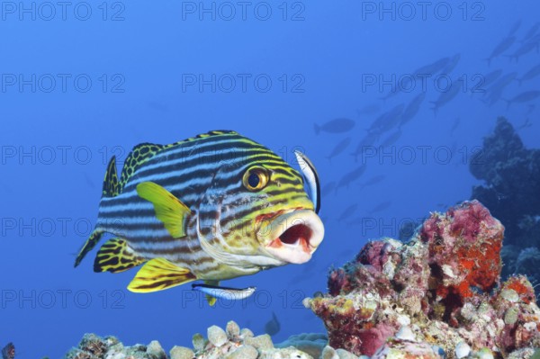 Oriental Sweetlips (Plectorhinchus vittatus) cleaned by Cleaner Wrasse, South Male Atoll, Maldives