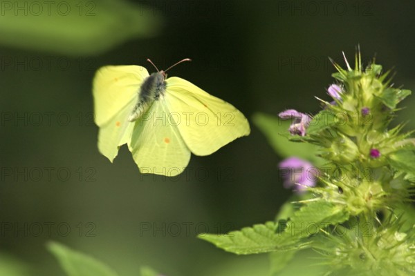 Brimstone (Gonepteryx rhamni) flying, with a (Lamium purpureum), purple dead-nettle