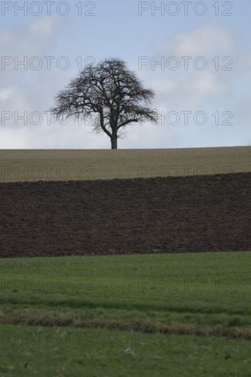 Colour gradations on arable land and meadows, agriculture, agribusiness, Michelbach an der Bilz,
