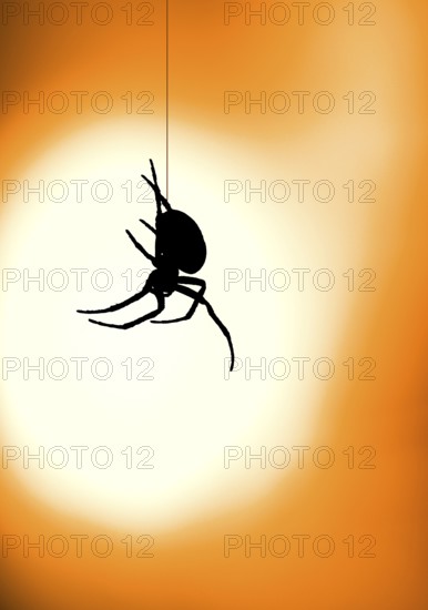 Closeup, macro of an European garden spider, cross orbweaver, diadem spider, orangie, cross spider,
