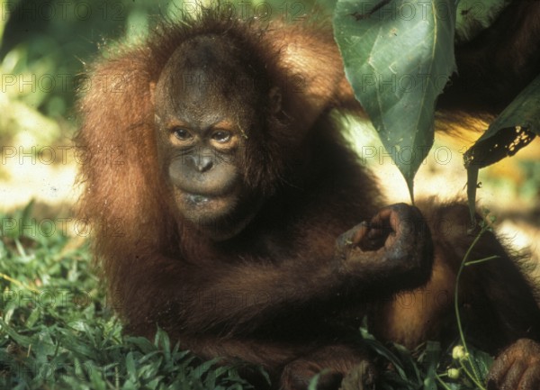 Im MalayischenTeil auf Borneo gibt es zwei Orang Utan Reha-Stationen (Sepilok, Sarawak und Sabah)