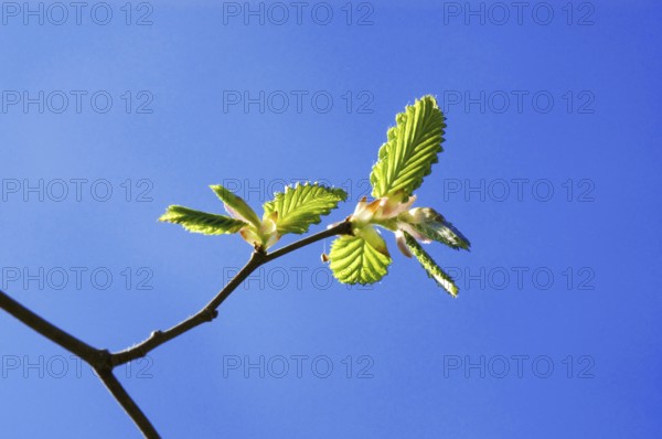 Young fresh foliage in April of a Hornbeam (Carpinus betulus) in blue sky in spring