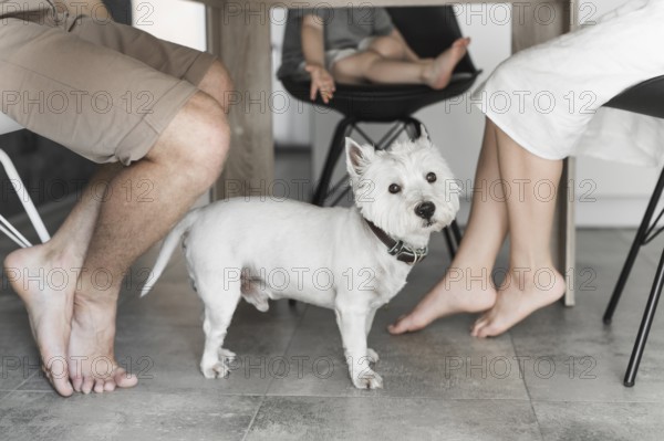 Cute dog table with family sitting chair