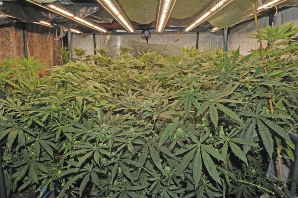 Medicin, medical use, agriculture, farmer, hemp, plant, Cannabis, THC, CDB, Cannabidiol,