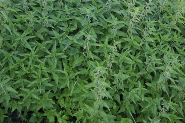 Primeval forest of stinging nettles (Urtica), Schwäbisch Hall, Heilbronn-Franken, Hohenlohe,