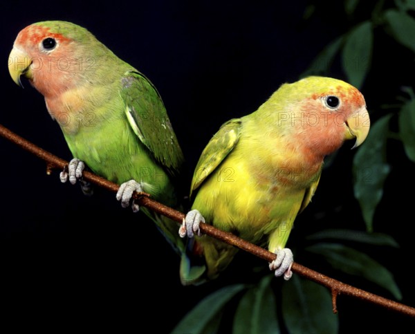 Rosy Faced Lovebird (agapornis roseicollis), Adults standing on Branch