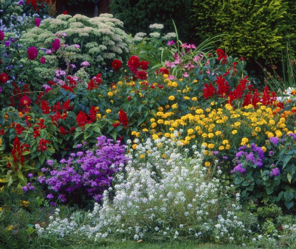 Front garden in summer, various perennials