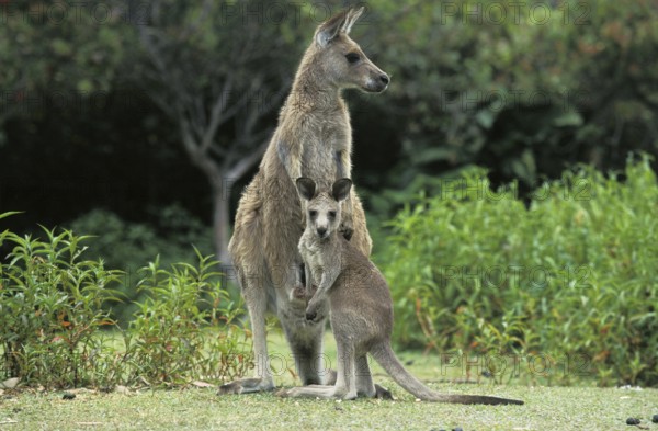 Eastern Grey Kangaroo (macropus giganteus), Female with Joey, Australia, Oceania