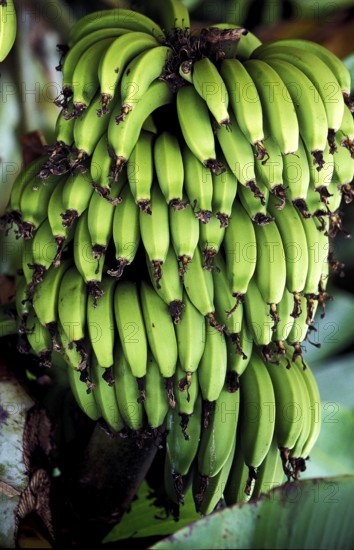 BUNCH OF BANANAS, HAWAII