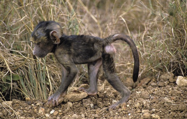 Olive Baboon (papio anubis), young walking, Masai Mara Park in Kenya