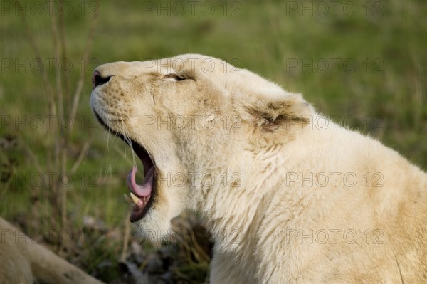 White Lion (panthera leo) krugensis, Female Yawning