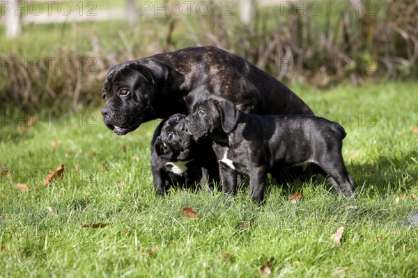 Cane Corso, Dog Breed from Italy, Female with Pup standing on Grass