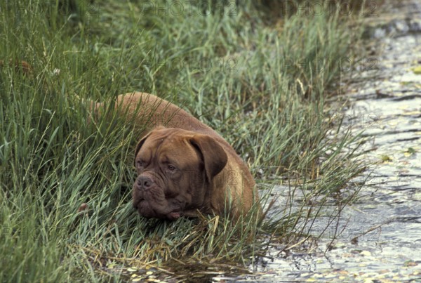 Bordeaux Mastiff Dog entering Water