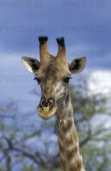 Rothschild's Giraffe (giraffa camelopardalis rothschildi), Portrait of Adults