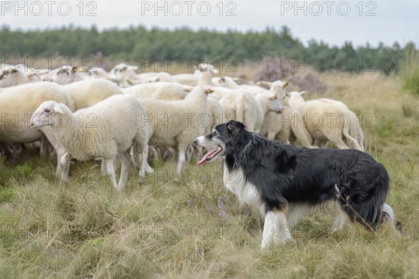 Australian Shepherd herding dog guards Bentheimer Land sheep