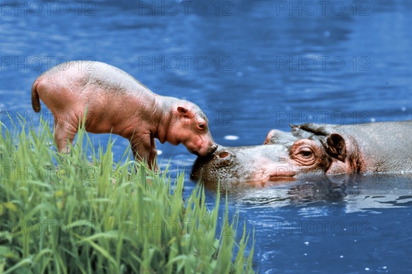 Hippo (Hippopotamus amphibius) with young animal