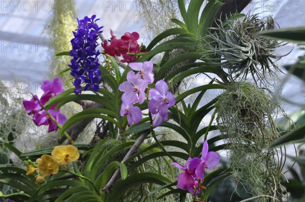 On Lake Constance, Mainau Island, Butterfly House, various orchids