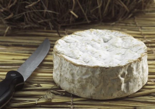 CAMEMBERT CHEESE