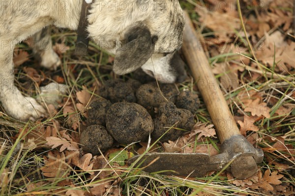 TRUFFLE DOG, TRUFFLE MOLLS, DROME IN SOUTHEAST OF FRANCE
