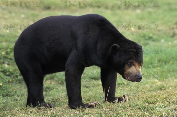 ADULT MALAIAN sun bear (helarctos malayanus) ON GRASS