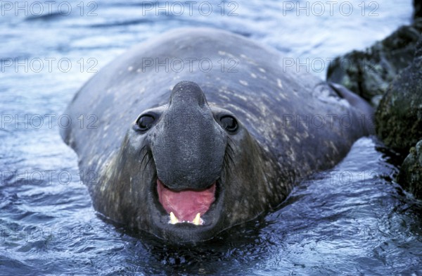 Southern Elephant Seal (mirounga leonina), Male calling, Antarctica