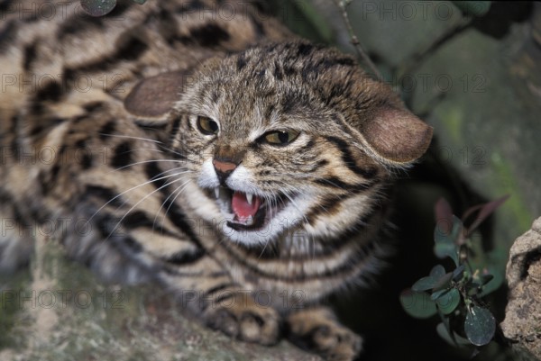 Black-Footed Cat (felis nigripes), Adult Snarling, in Defensive Posture