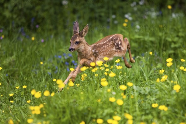 Roe Deer (capreolus capreolus), Foan running through Flowers, Normandy
