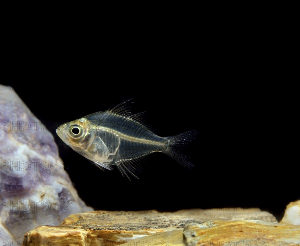 Parambassis lala, Pseudambassis lala, Indian glassfish, Indian glassfish, Other animals, Fish,