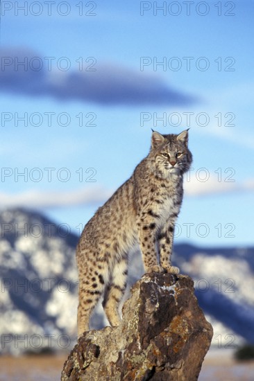 BOBCAT (lynx rufus), ERWACHSENER AUF FELSEN, UMZUSCHAUEN, KANADA