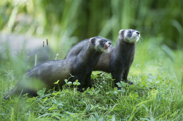 European polecats (Mustela putorius) (Putorius putorius) European polecat