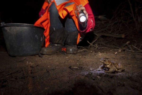 Common toad (Bufo bufo) Toad migration, Rhineland-Palatinate, Germany, Europe