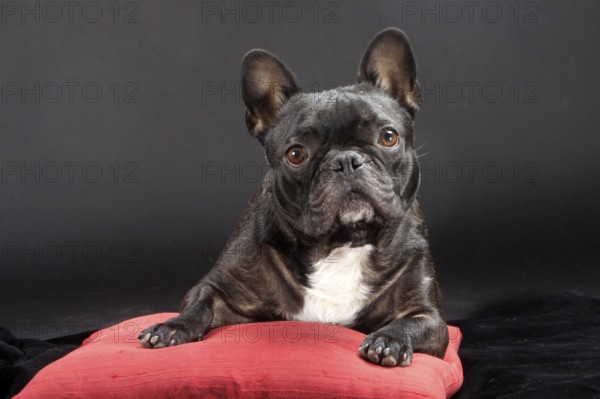 French Bulldog on pillow, French Bulldog