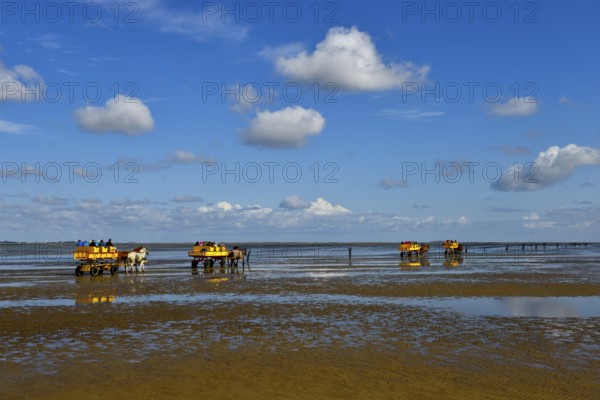 Tourists crossing mudflats to Neuwerk Island by horse drawn carriage, Cuxhaven-Sahlenburg,