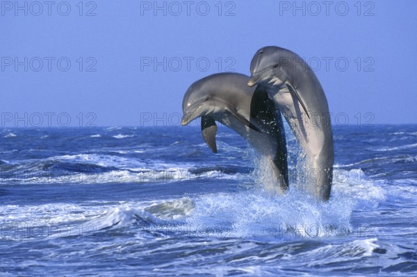 Bottlenose Dolphins (Tursiops truncatus)
