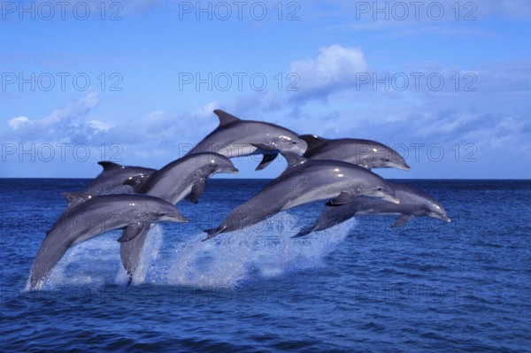 Bottlenose dolphins (Tursiops truncatus), page