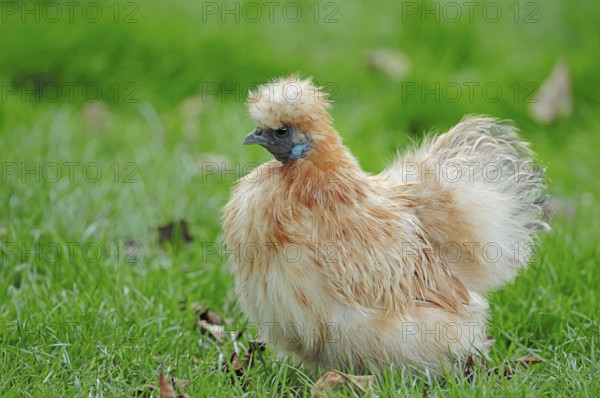 Silkie, Domestic fowl