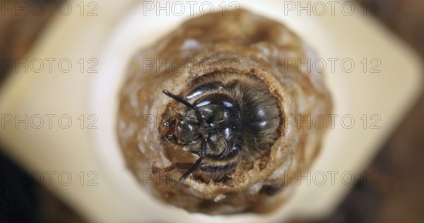 European Honey Bee (apis mellifera), Emergence of a Queen, Bee Hive in Normandy