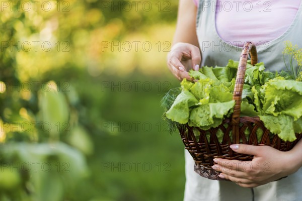 Close up girl holding basket with lettuce leaves