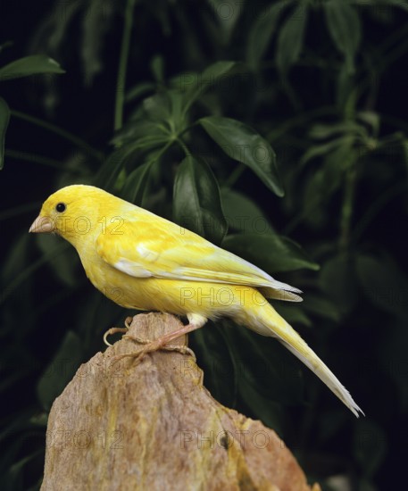 Malinois canary or song canary