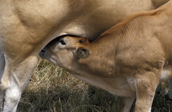 Parthenaise cattle, a French breed, cow with suckling calf
