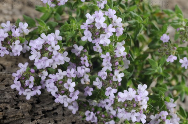 Broad-leaved thyme (Thymus pulegioides)