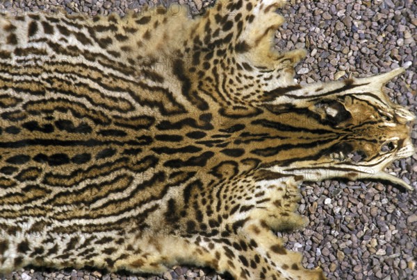 Ocelot (leopardus pardalis), adult skin