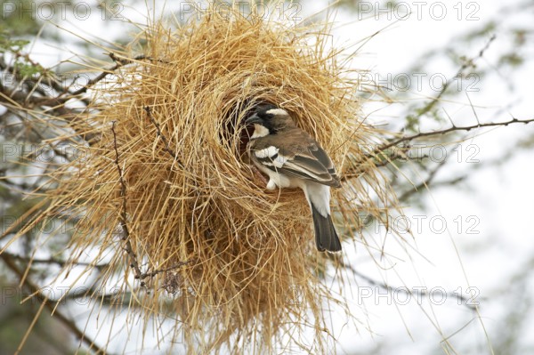 White-browed sparrow-weaver (plocepasser mahali), adult at nest entrance, Masai Mara Park in Kenya