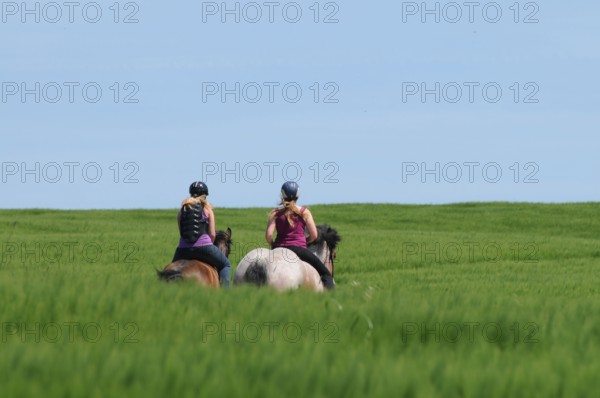 Riding Rhenish-German Coldblood and German Riding Pony, Coldblood horse, bareback, riding helmet,