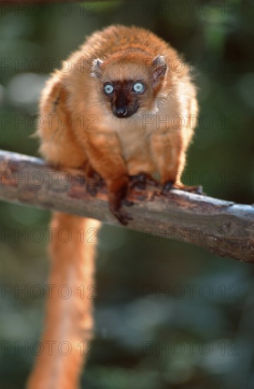 Blue-eyed Lemur, female (Eulemur macaco flavifrons)