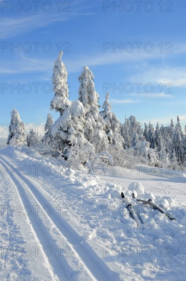 Black Forest, Black Forest in winter, spruce forest, Black Forest High Road, snowy landscape, at