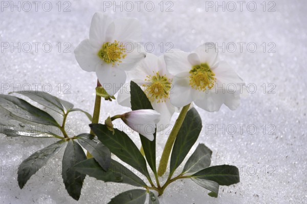 Snow Roses, Christmas Roses (Helleborus niger) in the Snow, Thaw