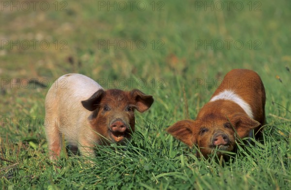 Red-breasted Husum Protest Pig, Danish Protest Pig, German Saddleback Pig Division Red-breasted
