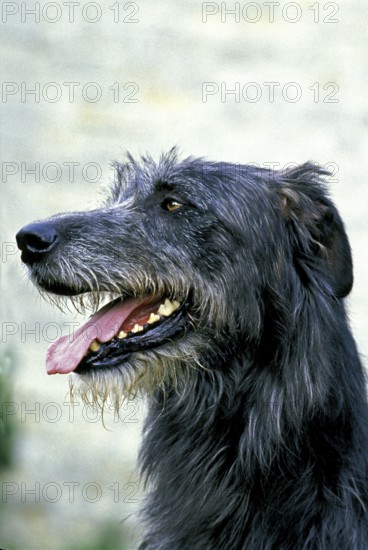 Irish Wolfhound, portrait of an adult with tongue sticking out