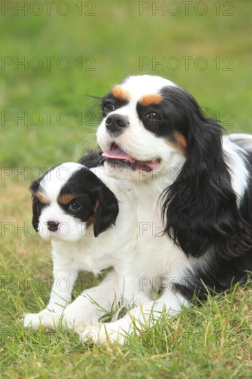 Cavalier King Charles Spaniel, bitch with puppy, tricolour, 5 weeks